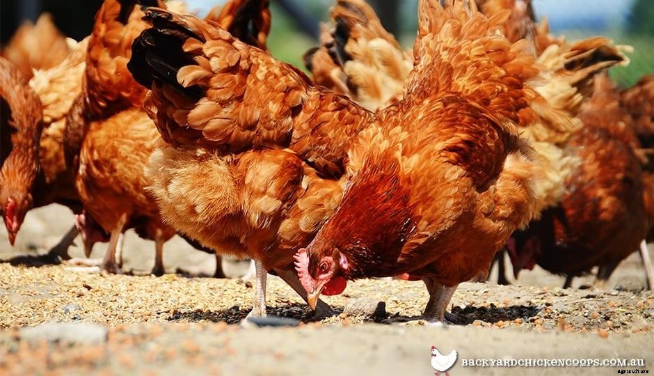 All The Different Types Of Chicken Feed Explained