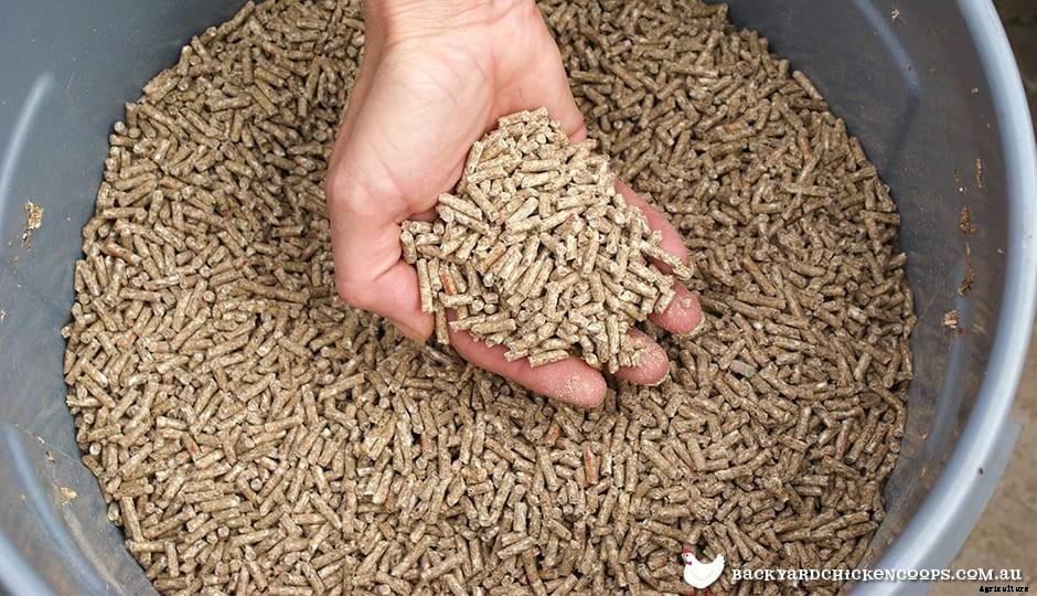 All The Different Types Of Chicken Feed Explained