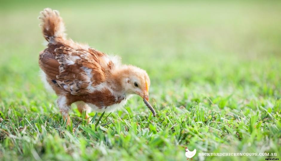 What to Feed Baby Chickens - From Day Olds to 8 Weeks