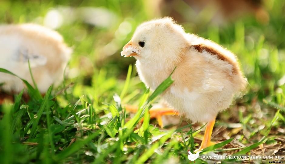 What to Feed Baby Chickens - From Day Olds to 8 Weeks