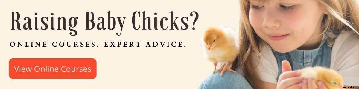 What to Feed Baby Chickens - From Day Olds to 8 Weeks