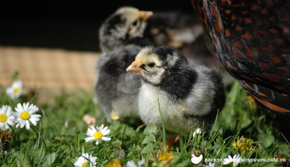 What to Feed Baby Chickens - From Day Olds to 8 Weeks