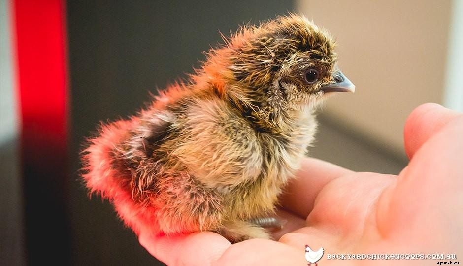 Chicken Sexing - How To Determine The Gender Of Your Chickens