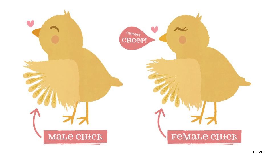 Chicken Sexing - How To Determine The Gender Of Your Chickens