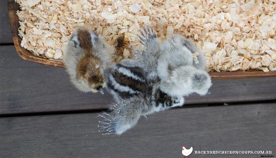 Chicken Sexing - How To Determine The Gender Of Your Chickens