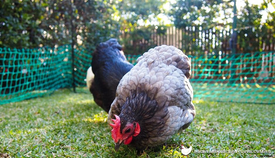 3 Reasons Poultry Fencing is Great For Your Chickens