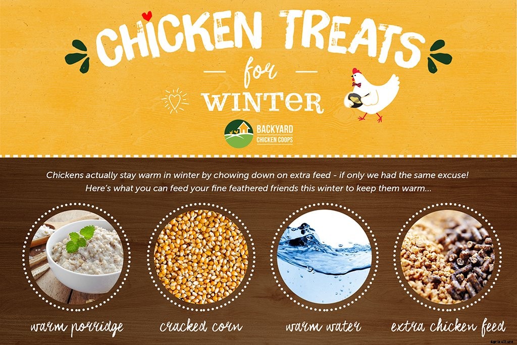 Winter Treats for Chickens