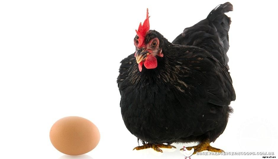 Celebrating World Egg Day