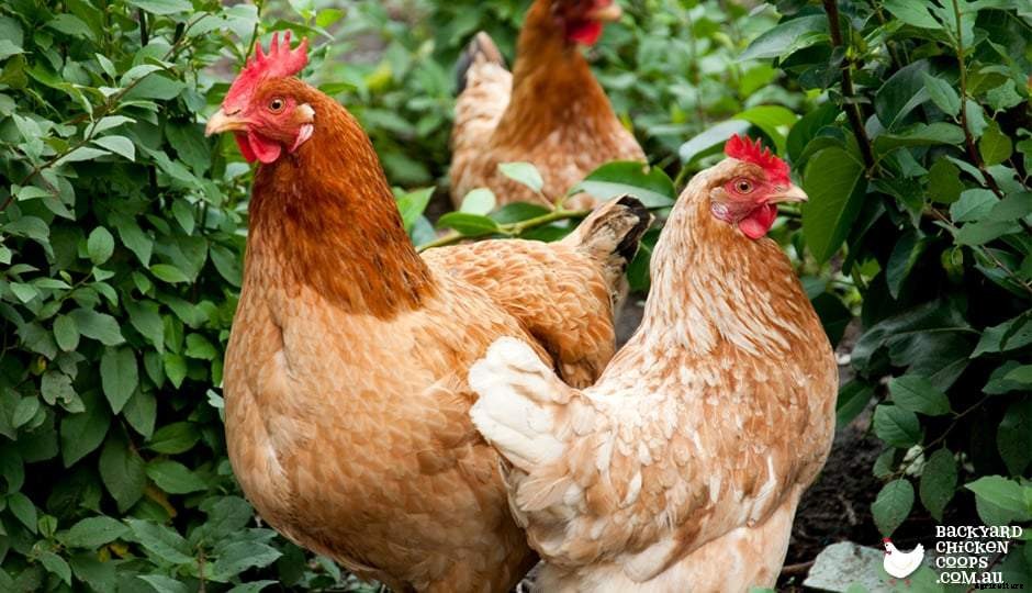 5 Reasons To Love ISA Brown Chickens