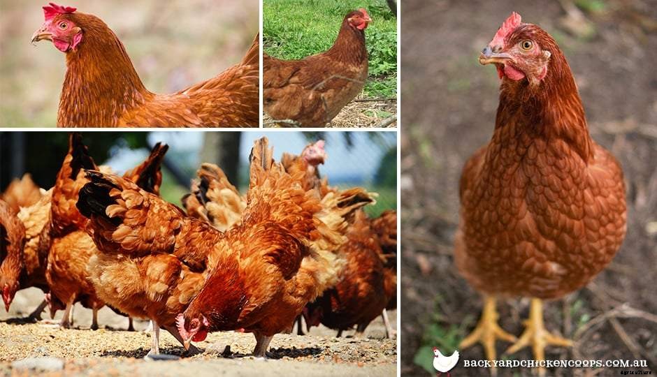5 Reasons To Love ISA Brown Chickens