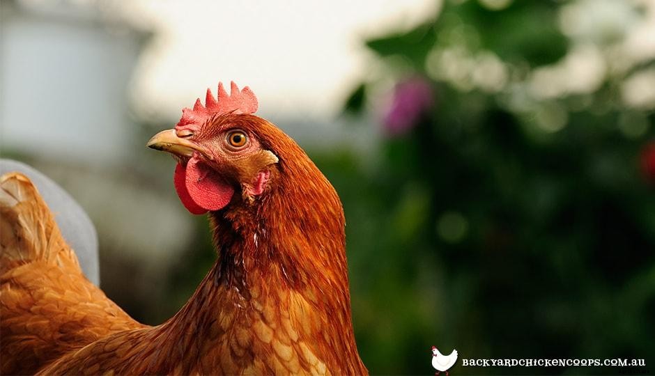 5 Reasons To Love ISA Brown Chickens