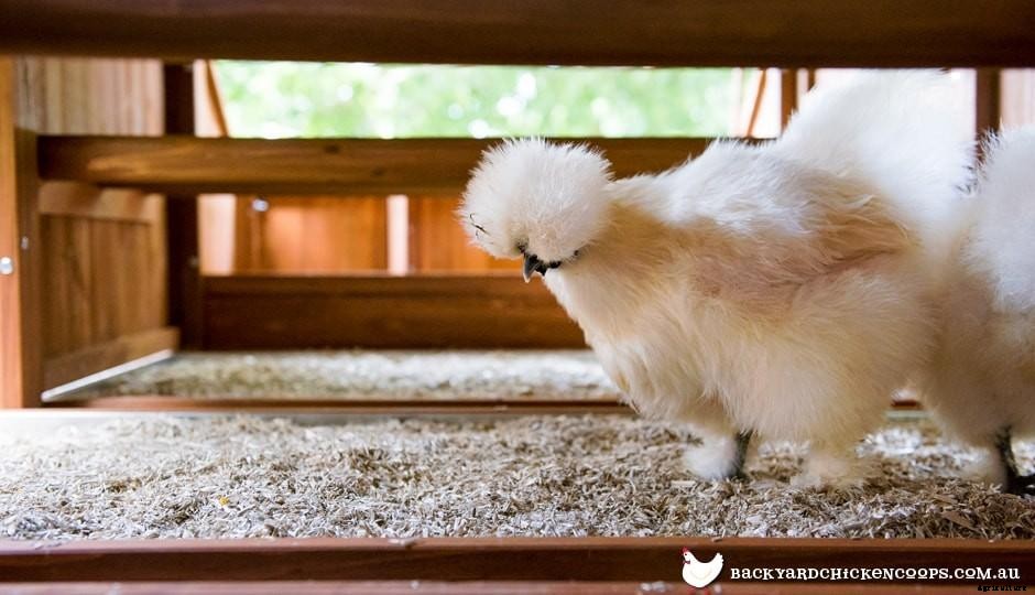 Three Cheers For Chicken Cleanliness!