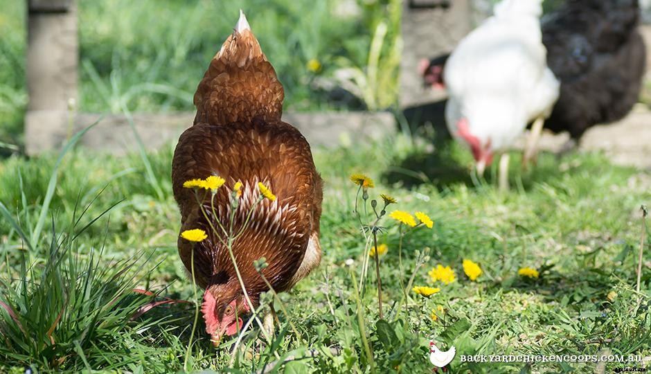 A Complete Beginner’s Guide To Keeping Chickens