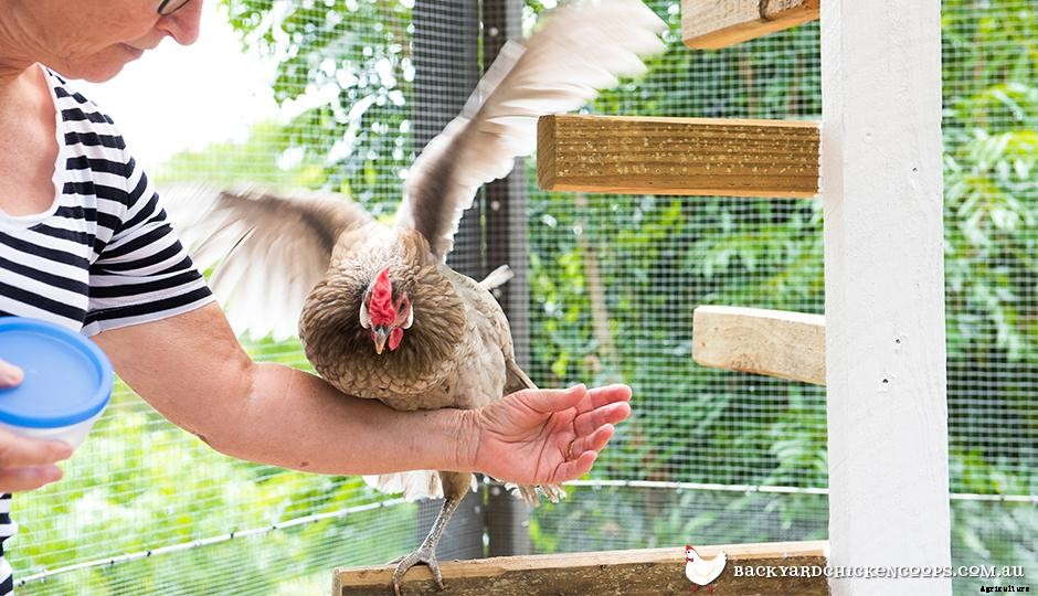 A Complete Beginner’s Guide To Keeping Chickens