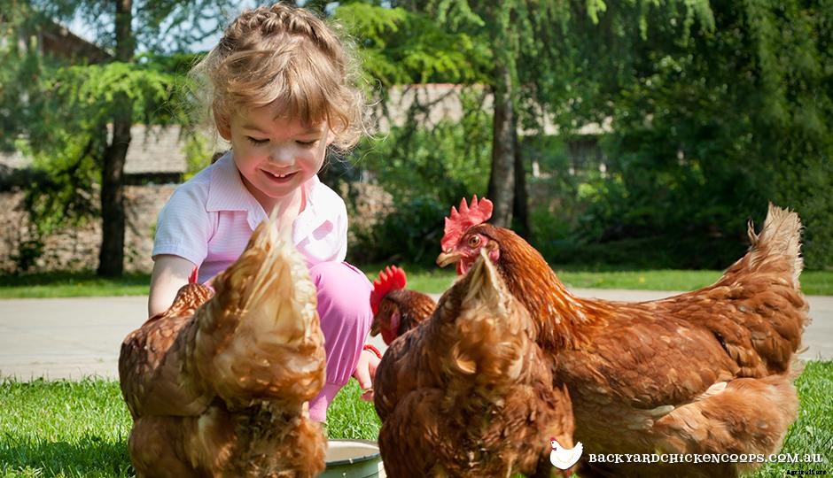 A Complete Beginner’s Guide To Keeping Chickens