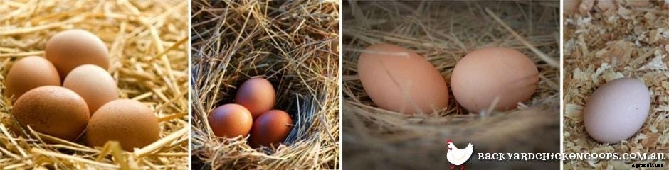 How To Make The Most Of Your Non-Laying Hens