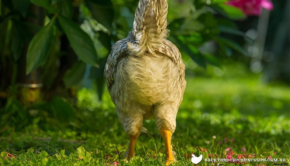 How To Make The Most Of Your Non-Laying Hens