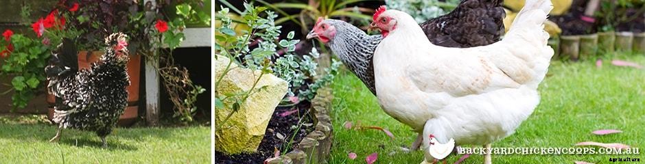 How To Make The Most Of Your Non-Laying Hens