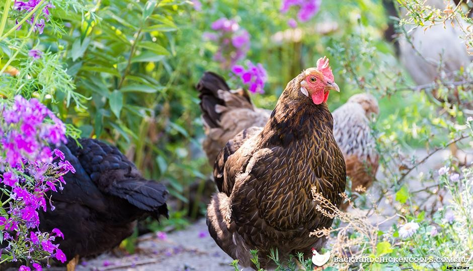 Why You Should Keep Chickens In The New Year