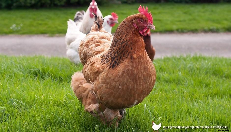Why You Should Keep Chickens In The New Year