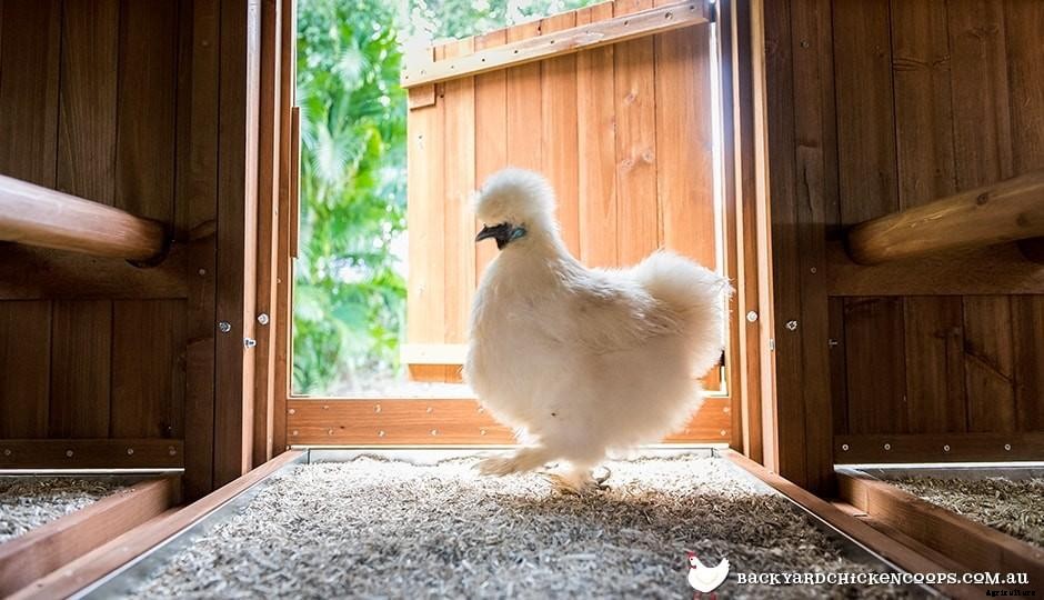 Youve Got The Chickens And The Chicken Coop - Whats Next?