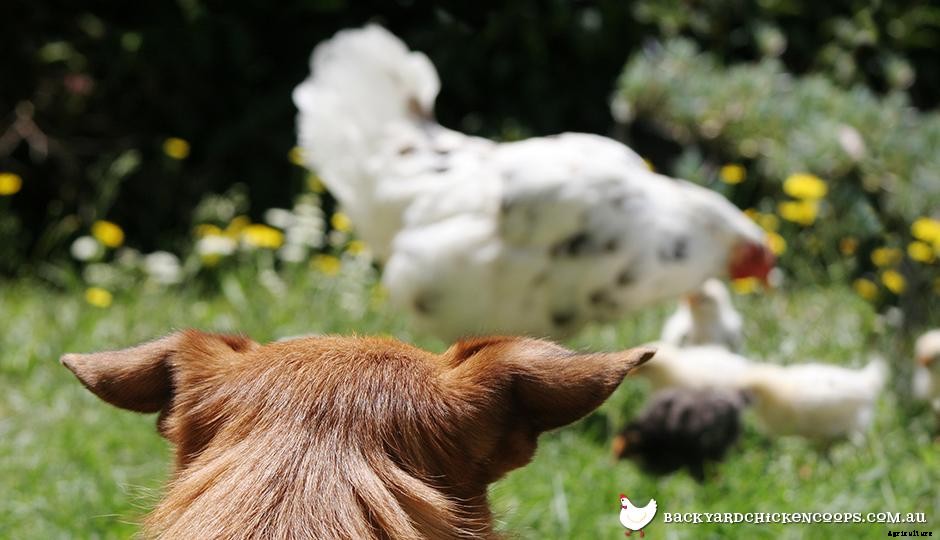 Do Chickens Get Along With Cats and Dogs? Training The Doberman to Live With Six Chickens