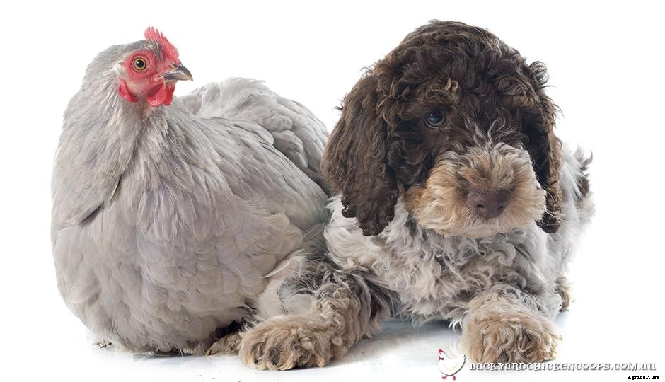 Introducing The Family Dog To New Pet Chickens: Training Border ColliesxCattle, Labradors and Cavaliers