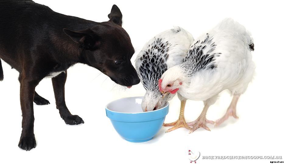 Introducing The Family Dog To New Pet Chickens: Training Border ColliesxCattle, Labradors and Cavaliers