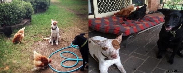 Keeping Chickens Around Your Pet Dog: Training the Kelpie x Coolie, Cattle x Mastiff and Shitzu Cross to Live With Chickens!