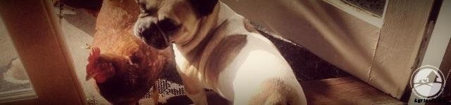 Keeping Chickens Around Your Pet Dog: Training the Kelpie x Coolie, Cattle x Mastiff and Shitzu Cross to Live With Chickens!