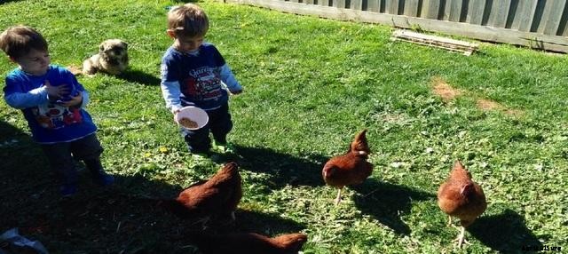 Keeping Chickens Around Your Pet Dog: Training the Kelpie x Coolie, Cattle x Mastiff and Shitzu Cross to Live With Chickens!