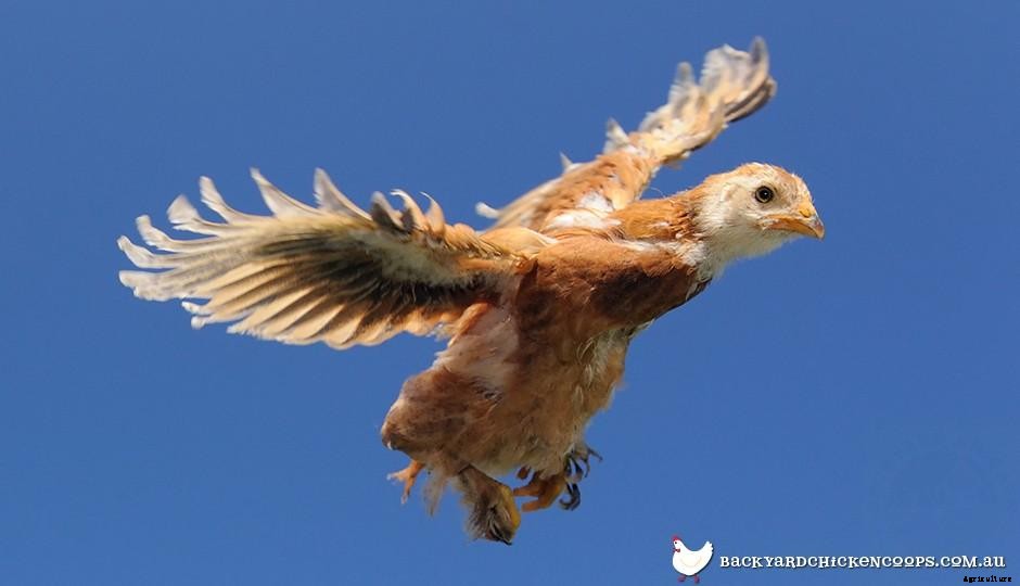 Chicken Breeds That Dont Fly Well