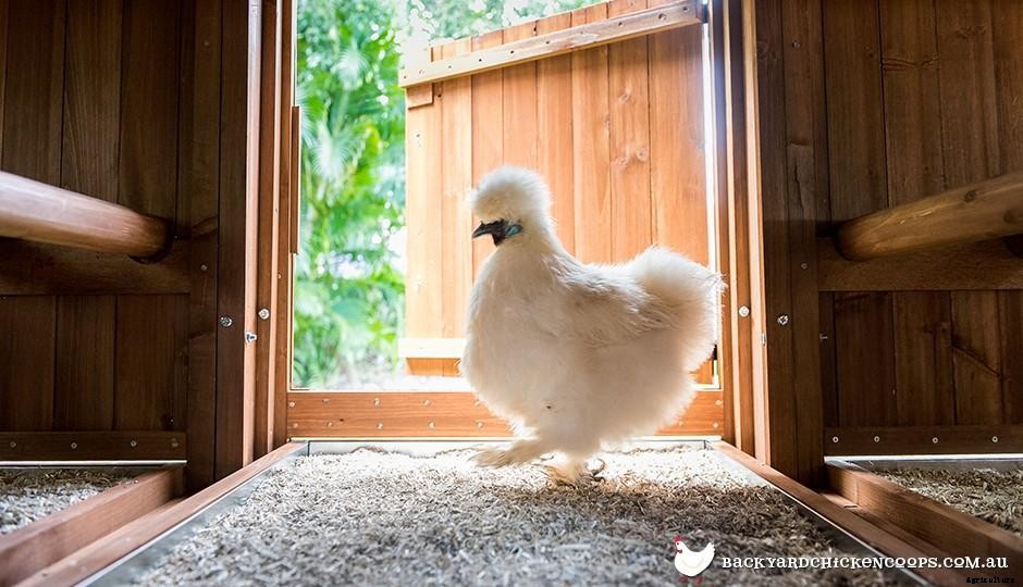 How To Choose The Perfect Chicken Coop