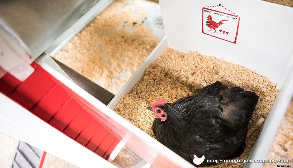 How Often Do I Remove Eggs From The Nesting Box?