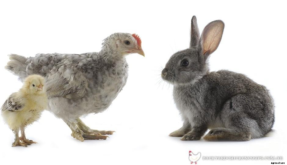 Chickens And Rabbits: Ideal Roomies?