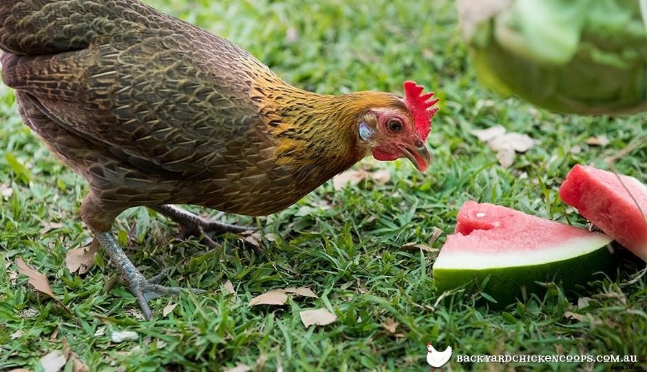 Special Summer Treats For Your Chickens