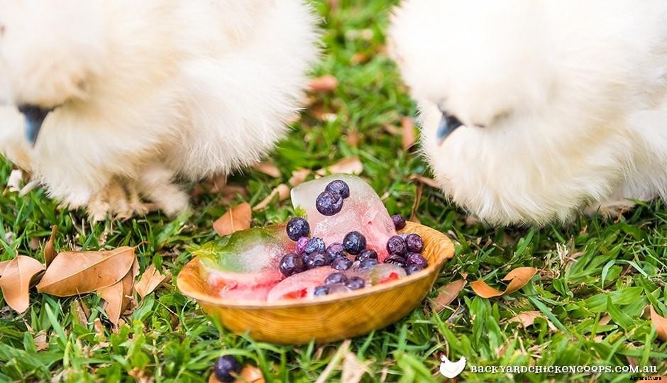 Special Summer Treats For Your Chickens