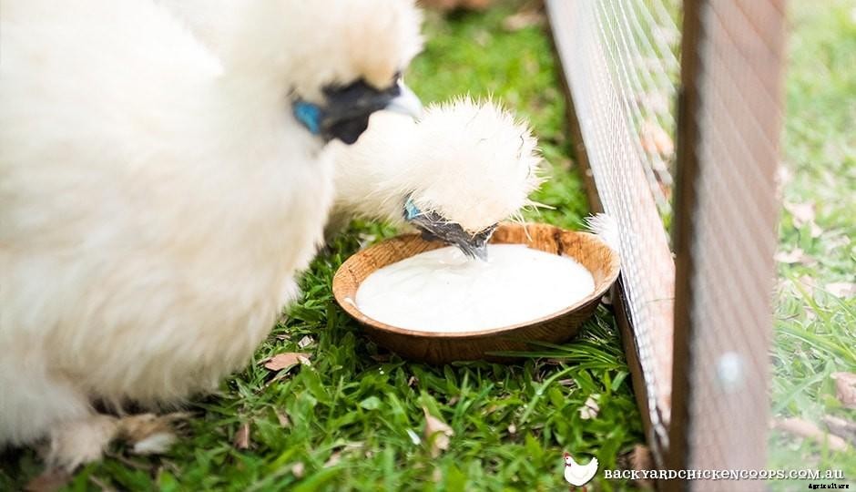 Special Summer Treats For Your Chickens