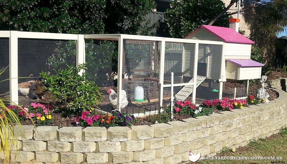 Why Were The Best Chicken Coops in Brisbane