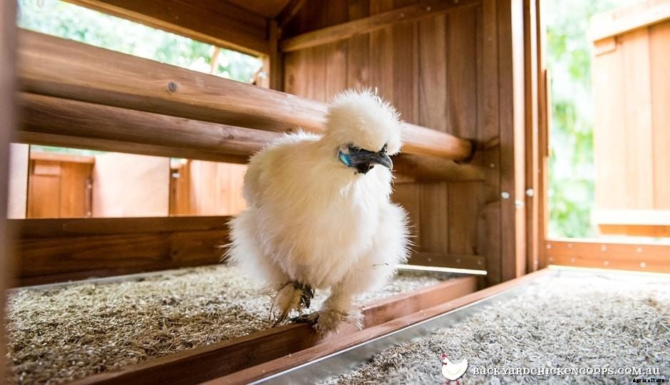 Why Were The Best Chicken Coops in Brisbane