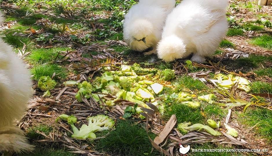 Chickens 101: A Day In The Life Of A Chicken