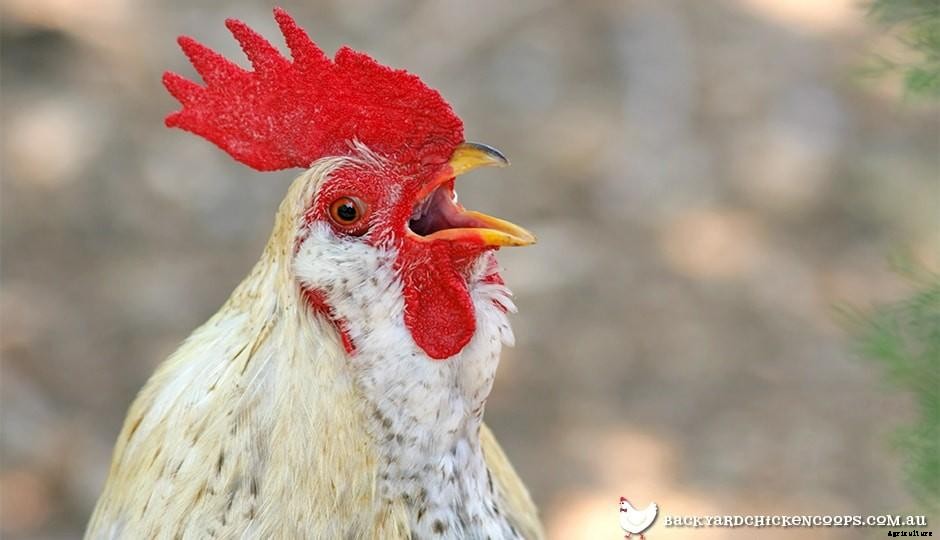 Chickens 101: A Day In The Life Of A Chicken