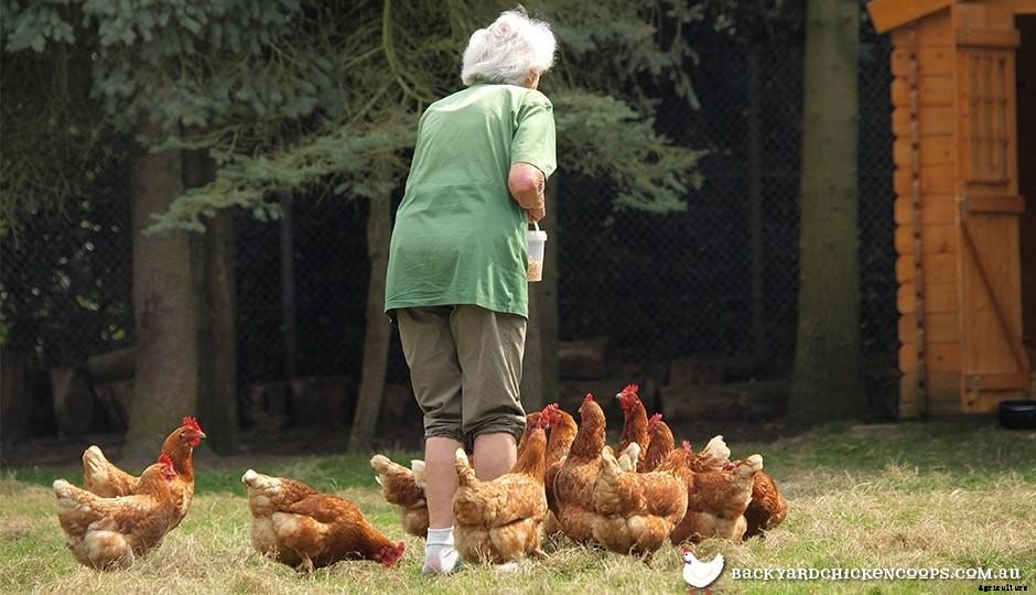 Chickens 101: A Day In The Life Of A Chicken