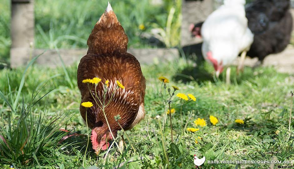 Essential Nutrients for Happy, Healthy Hens!