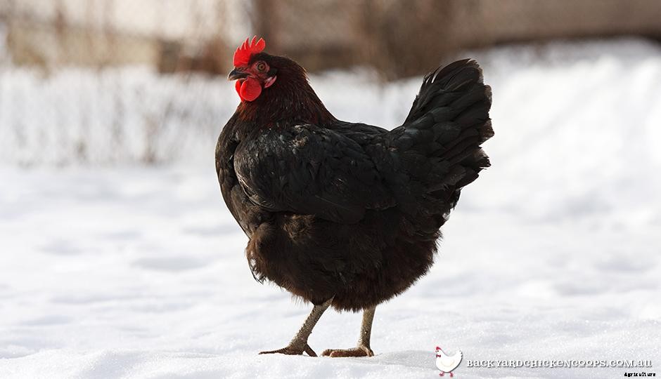 Why Dont My Hens Lay In Winter?