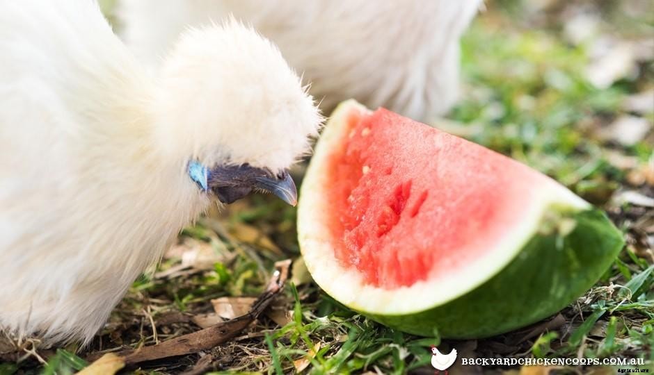 Top 5 Chicken Breeds for Warm Climates