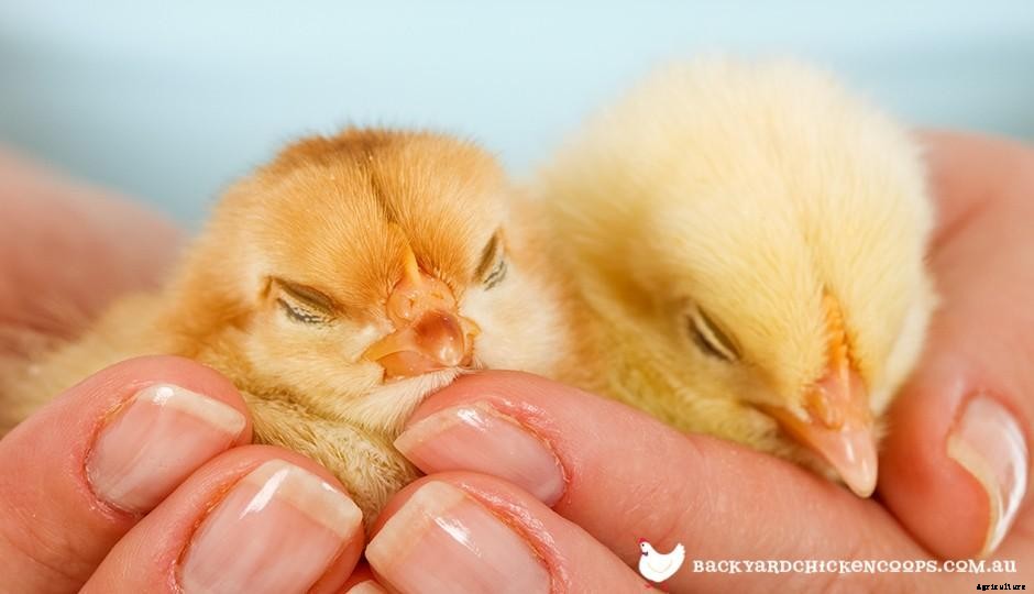 Chickens 101: Maintenance