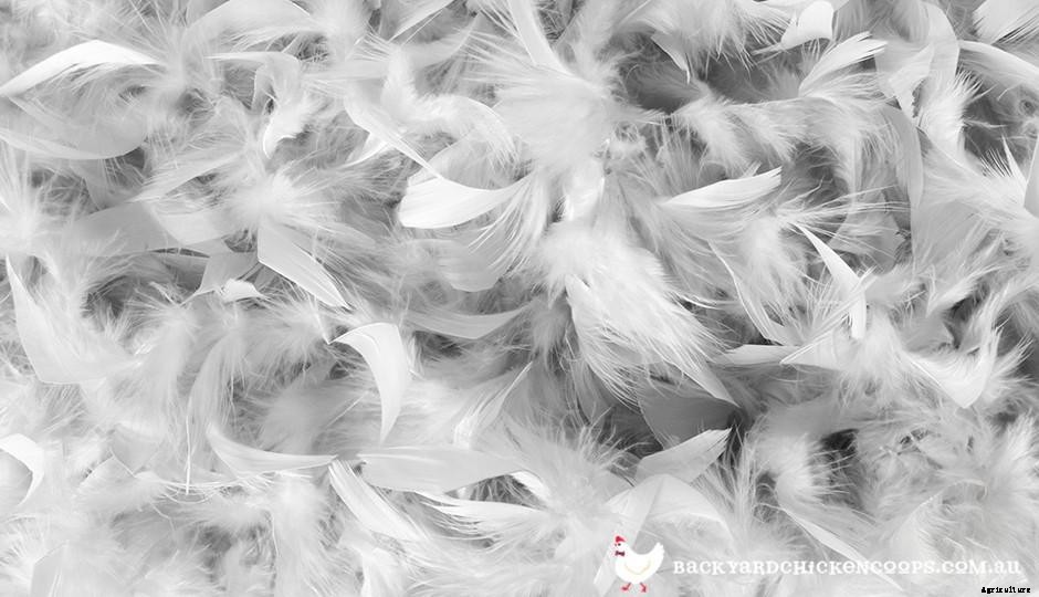 Chickens 101: Maintenance