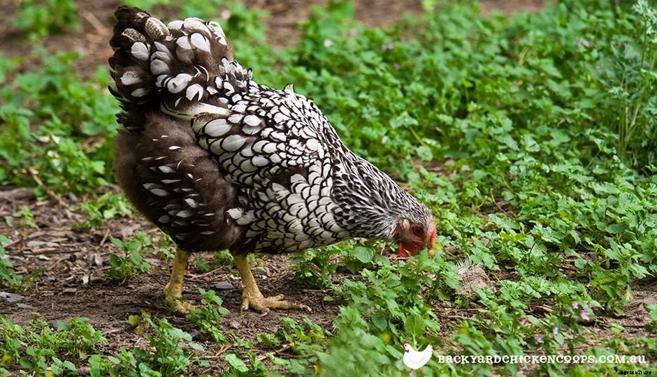 Feeding and Nutrition