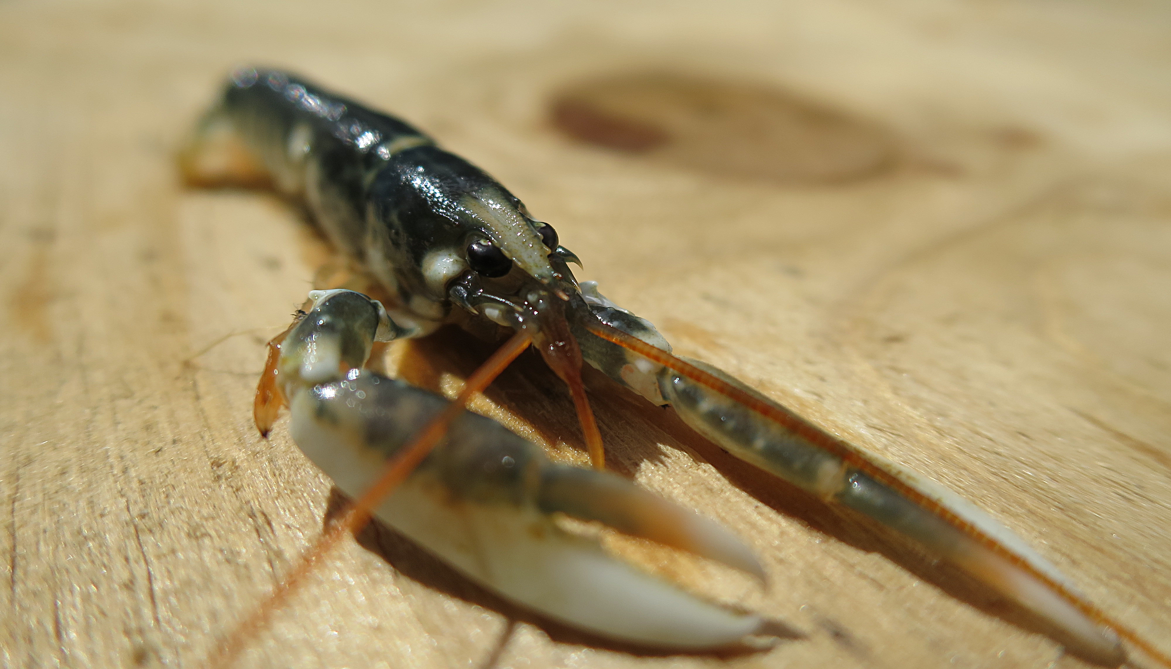 The European lobster - Using farmed produce to improve wild stocks